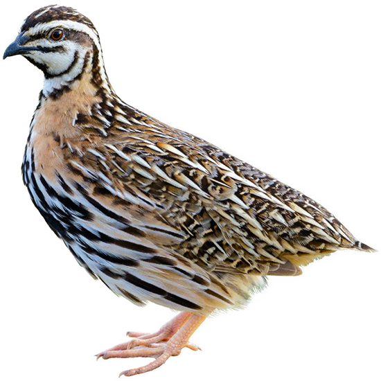 Rain Quail
